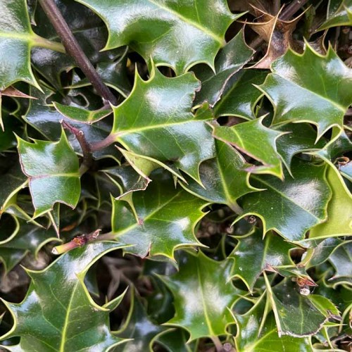 Pot Grown Common Holly Hedge - Ilex Aquifolium | ScotPlants Direct